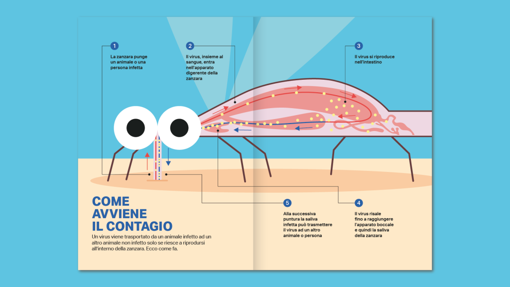 Campagna comunicazione Arbovirosi infografica